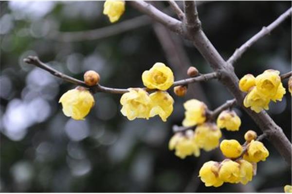 腊梅花怎么养