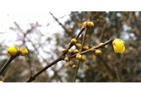 腊梅花怎么养