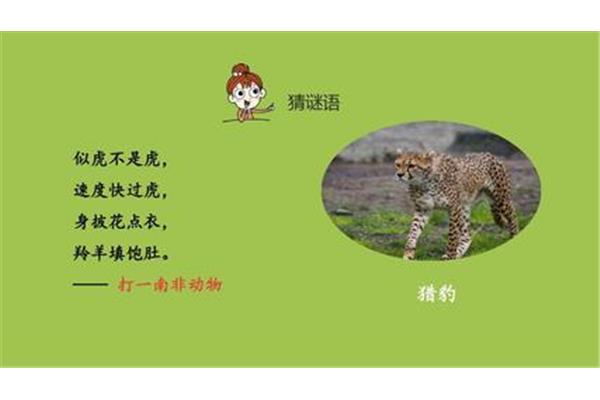 老虎的谜语