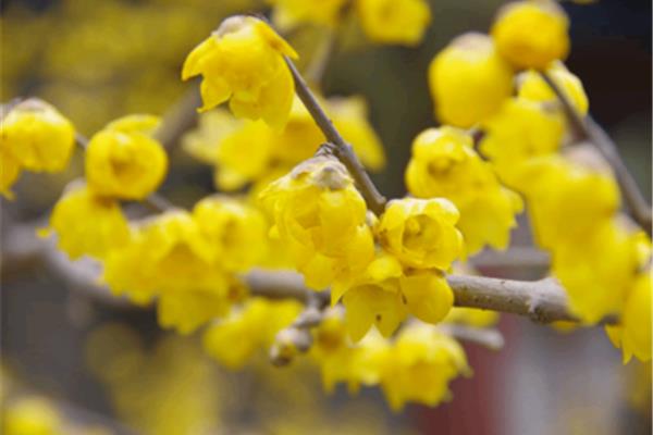 腊梅花怎么养