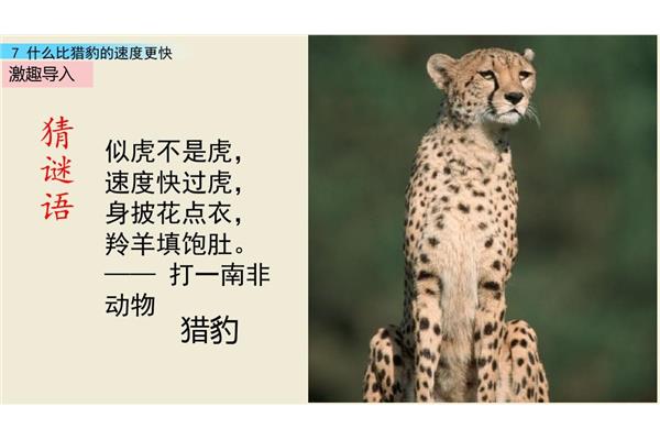 老虎的谜语