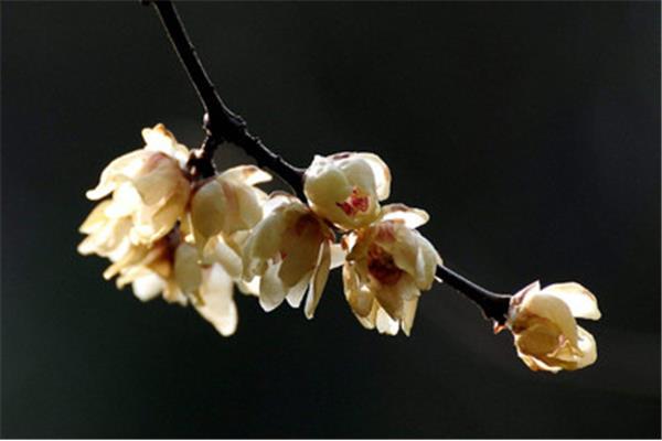 腊梅花怎么养