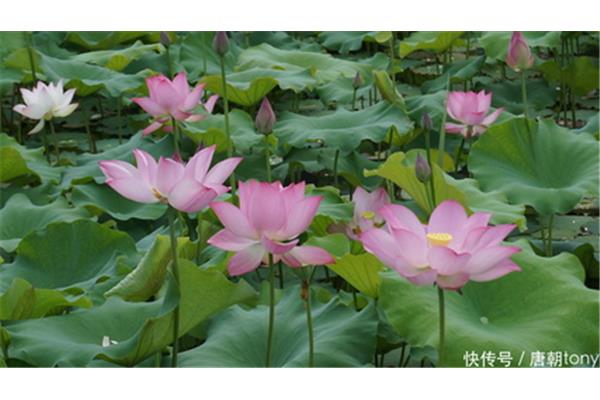 荷花的种类