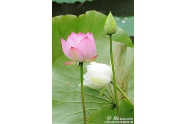 荷花的种类