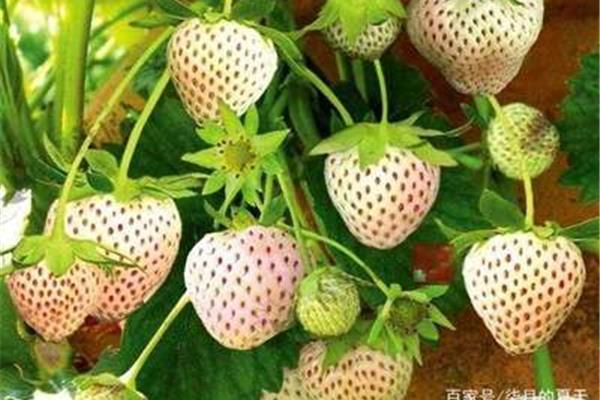 草莓是什么形状