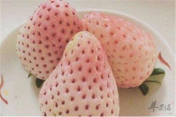 草莓是什么形状