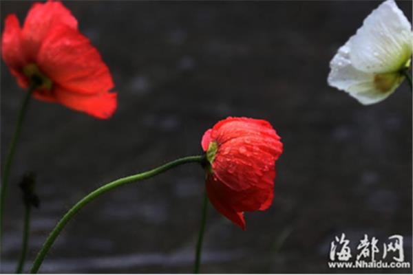 小满经典诗句