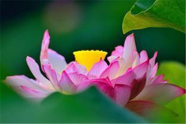 荷花像什么比喻句