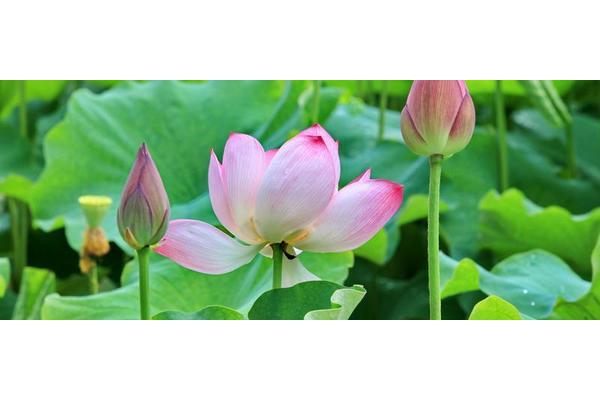 荷花像什么比喻句