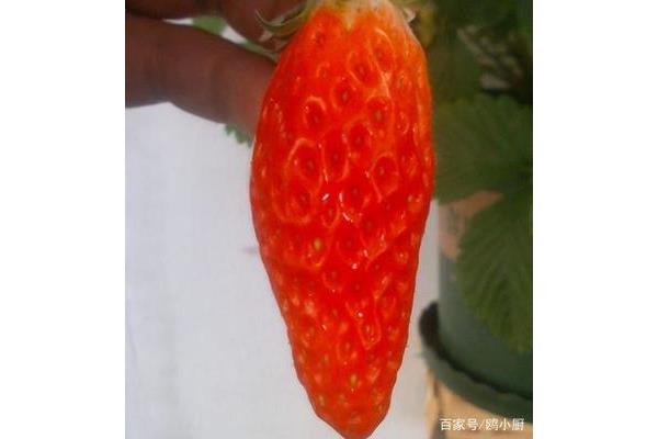 草莓是什么形状
