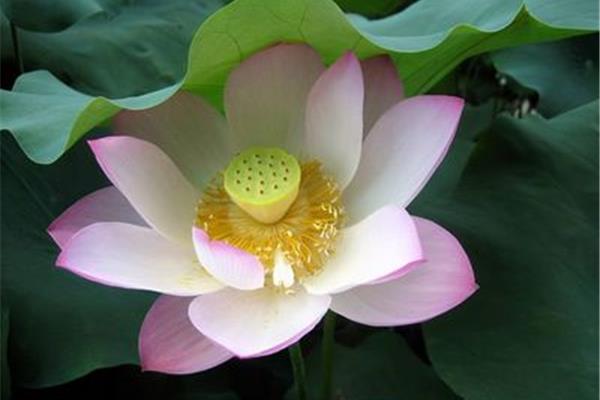 荷花像什么比喻句