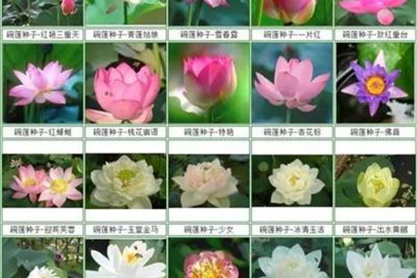 荷花的种类