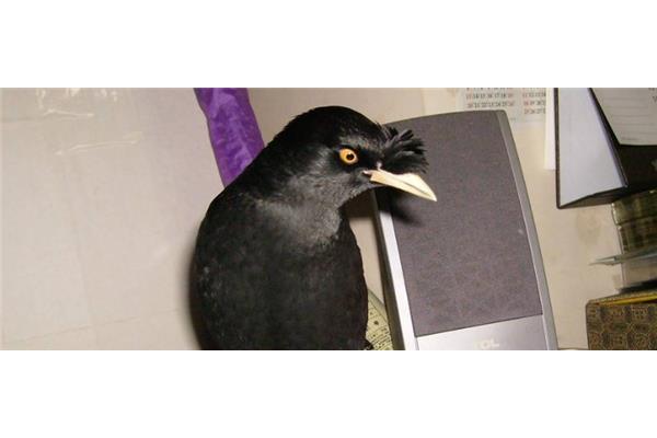 吸引八哥声音