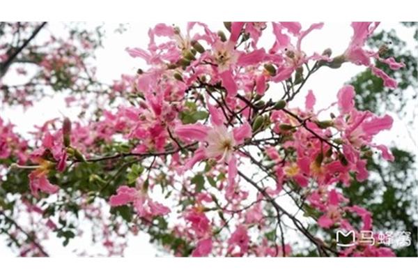 八月什么花开