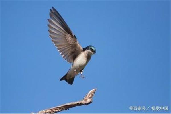 不会飞的鸟
