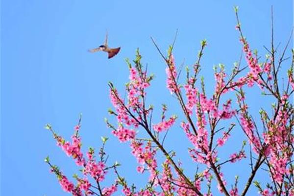 春天的景象