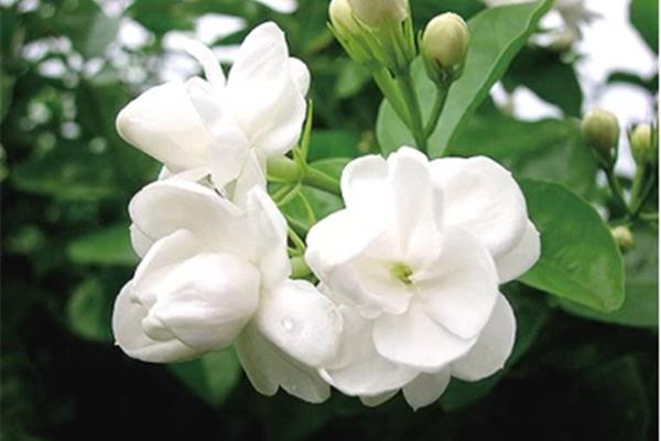 八月什么花开