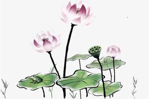 关于荷花的诗