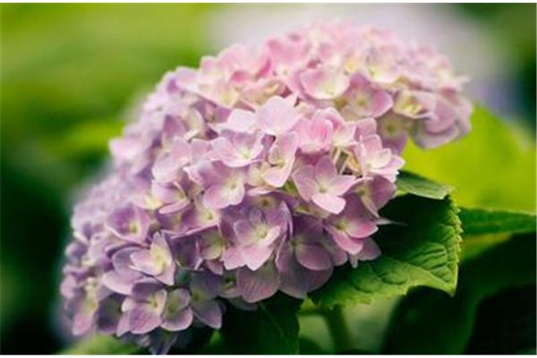 八月什么花开