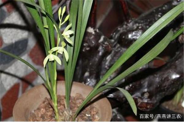 怎样养兰花