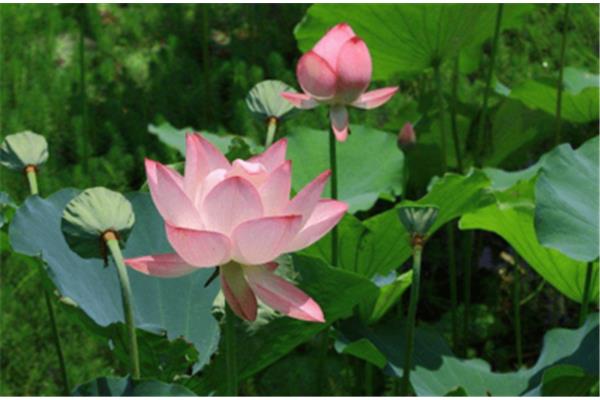 莲花代表什么
