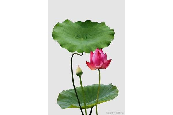 莲花代表什么