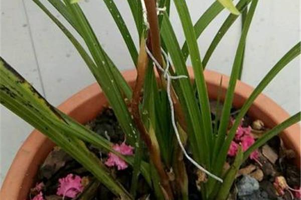 怎样养兰花