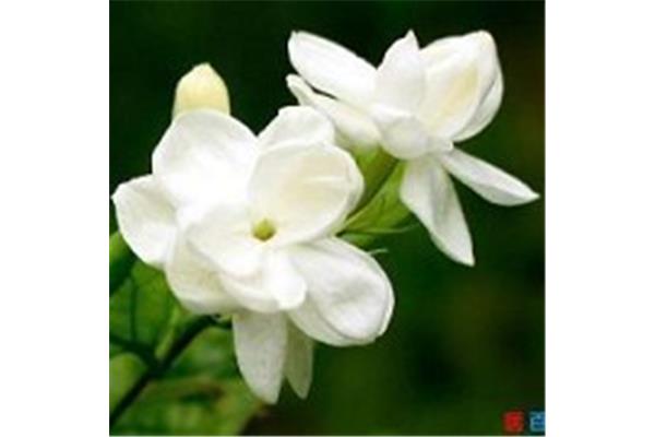八月什么花开