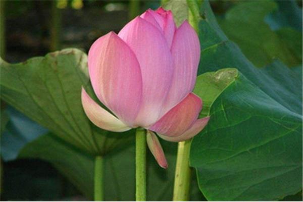 莲花代表什么