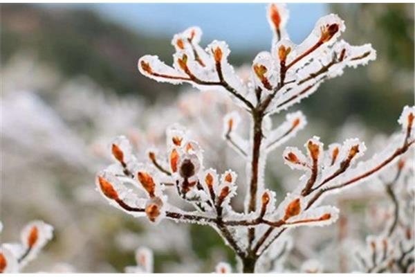 表达雪景的诗句