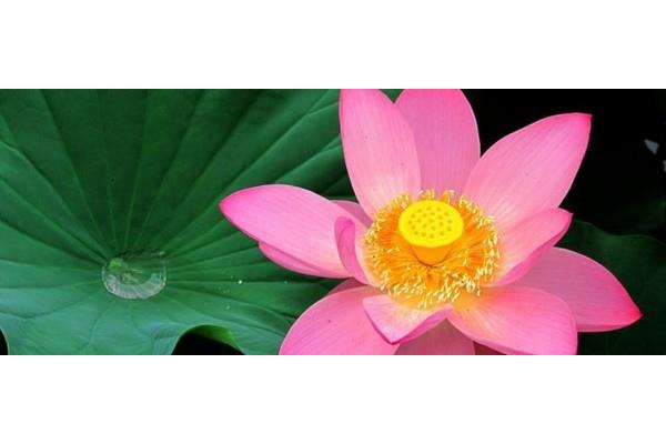 莲花代表什么