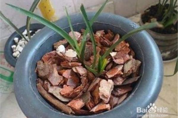 怎样养兰花
