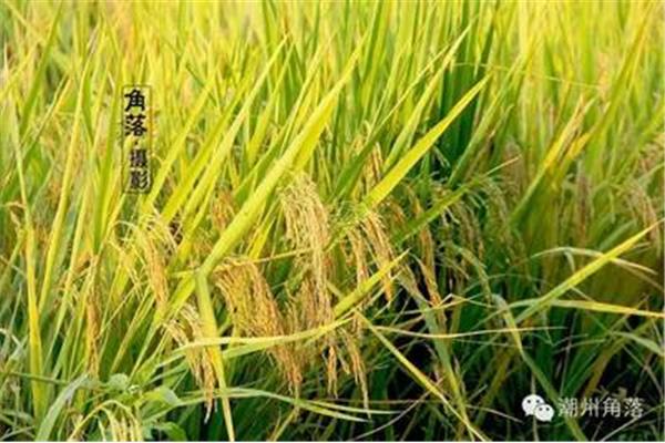 农谚的意思