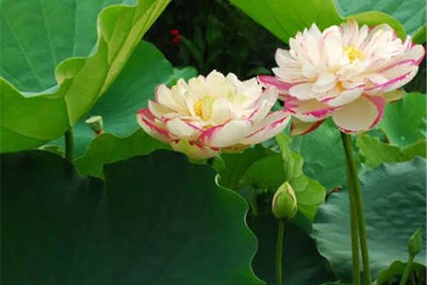 莲花代表什么
