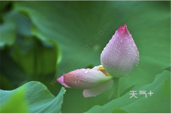 关于荷花的诗