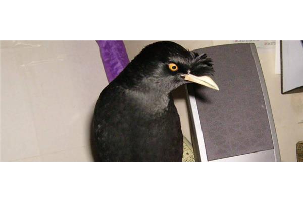 吸引八哥声音