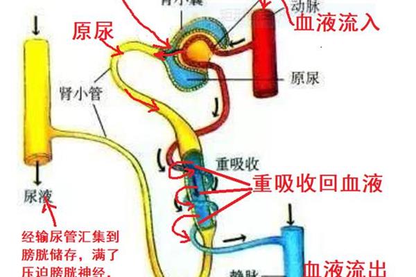 尿的形成过程