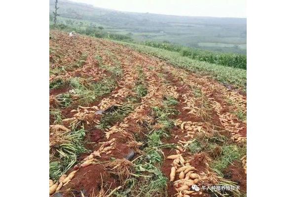 雪莲果怎么种植