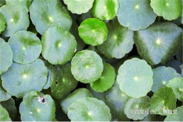 镜面草的养殖方法