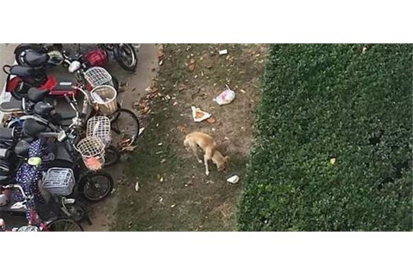 流浪狗和流浪猫