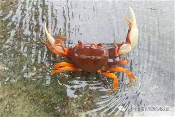 小螃蟹回家