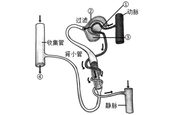 尿的形成过程