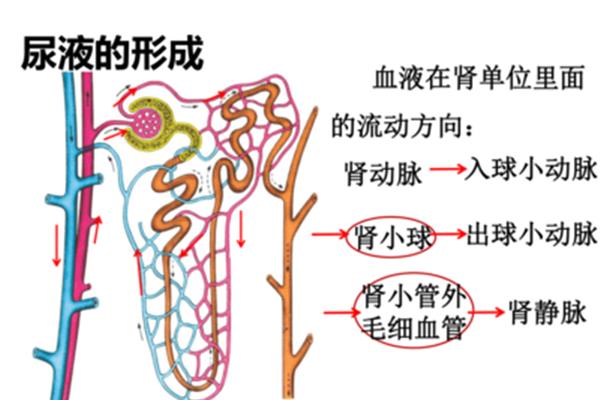尿的形成过程