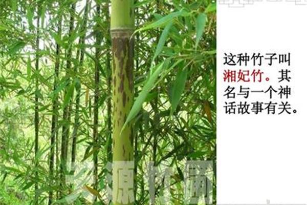 竹子的故事