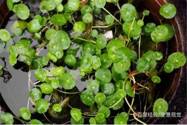 镜面草的养殖方法
