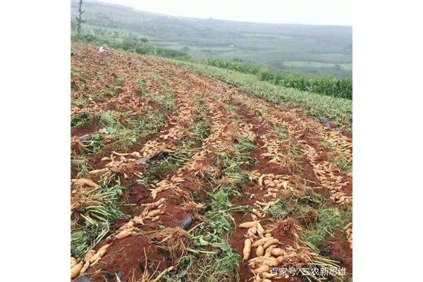 雪莲果怎么种植