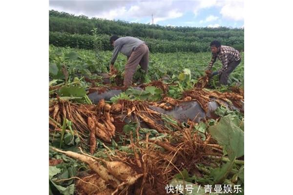 雪莲果怎么种植