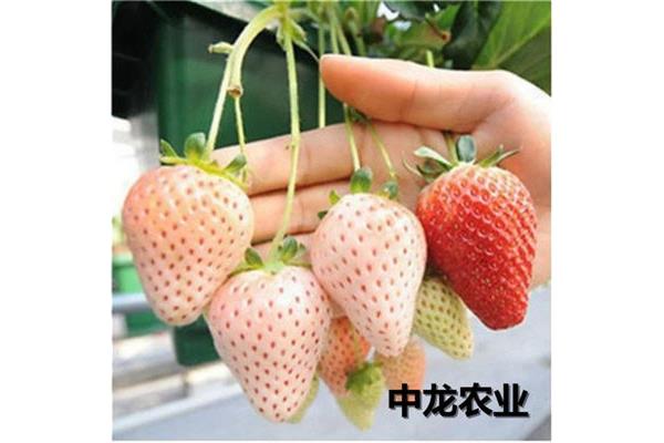 草莓怎么形容