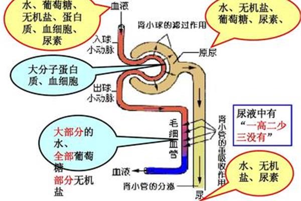 尿的形成过程