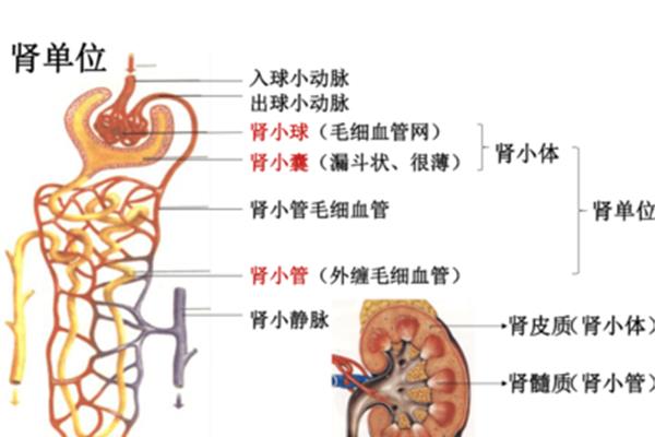 尿的形成过程